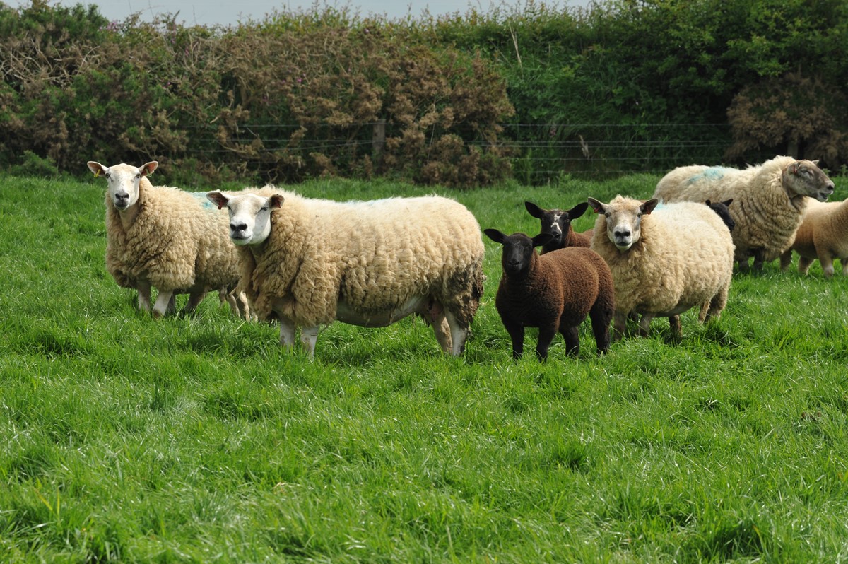 Maarten Davies, Pembrokeshire, ewes and lambs