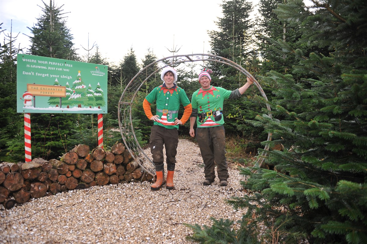 Ty Cerrig Christmas tree farm