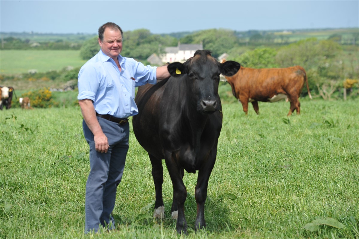 Maarten Davies with a cow