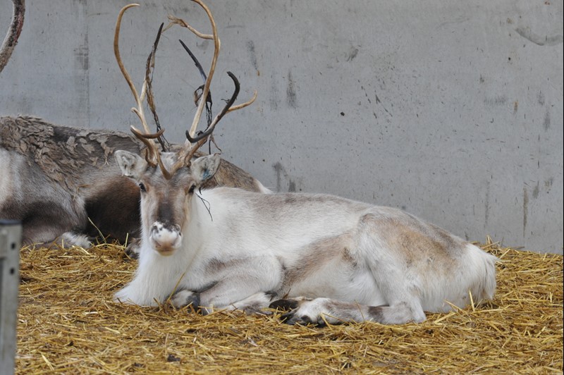 Reindeer laying down