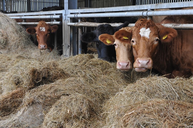 Cattle in a shed eating hay