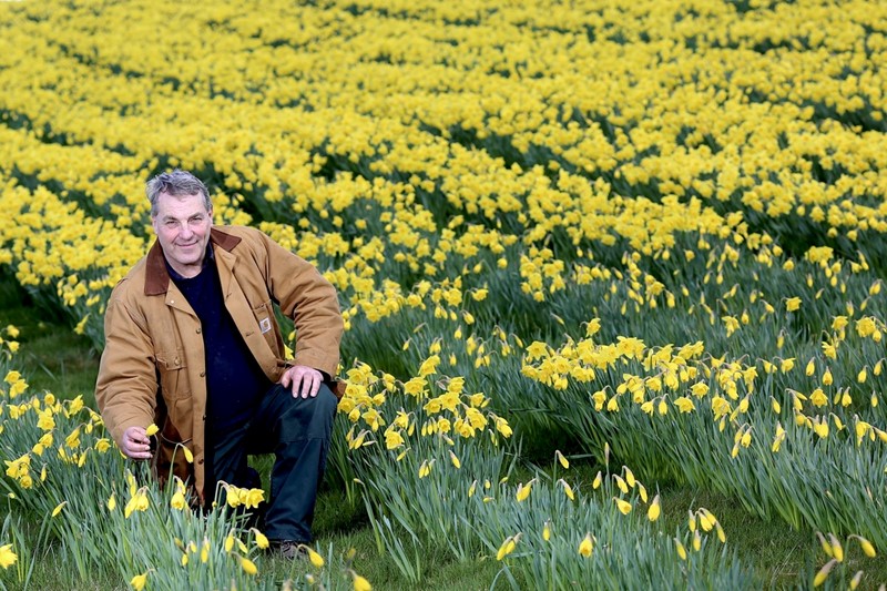 Kevin Stephens in field of daffodils