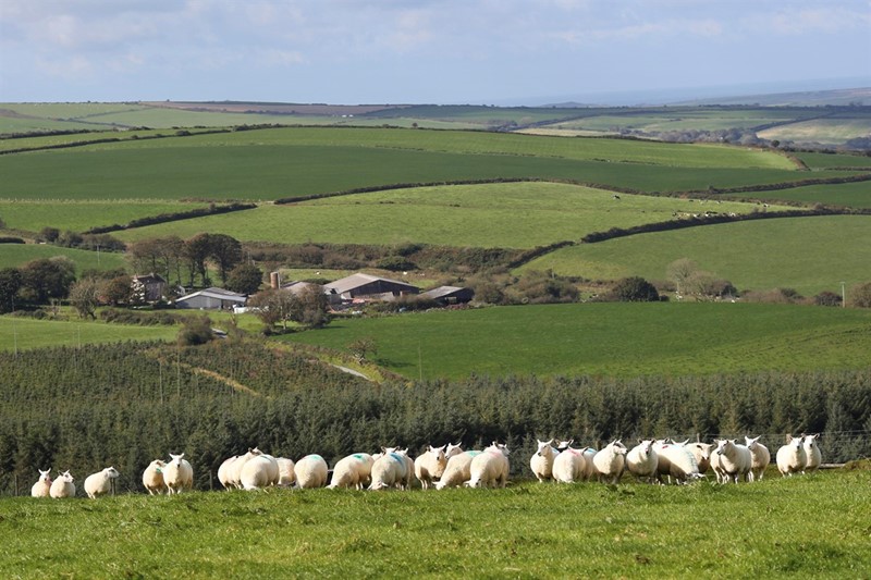 NFU Cymru Vision for Welsh Upland Farming - Preselli Pembs_75794