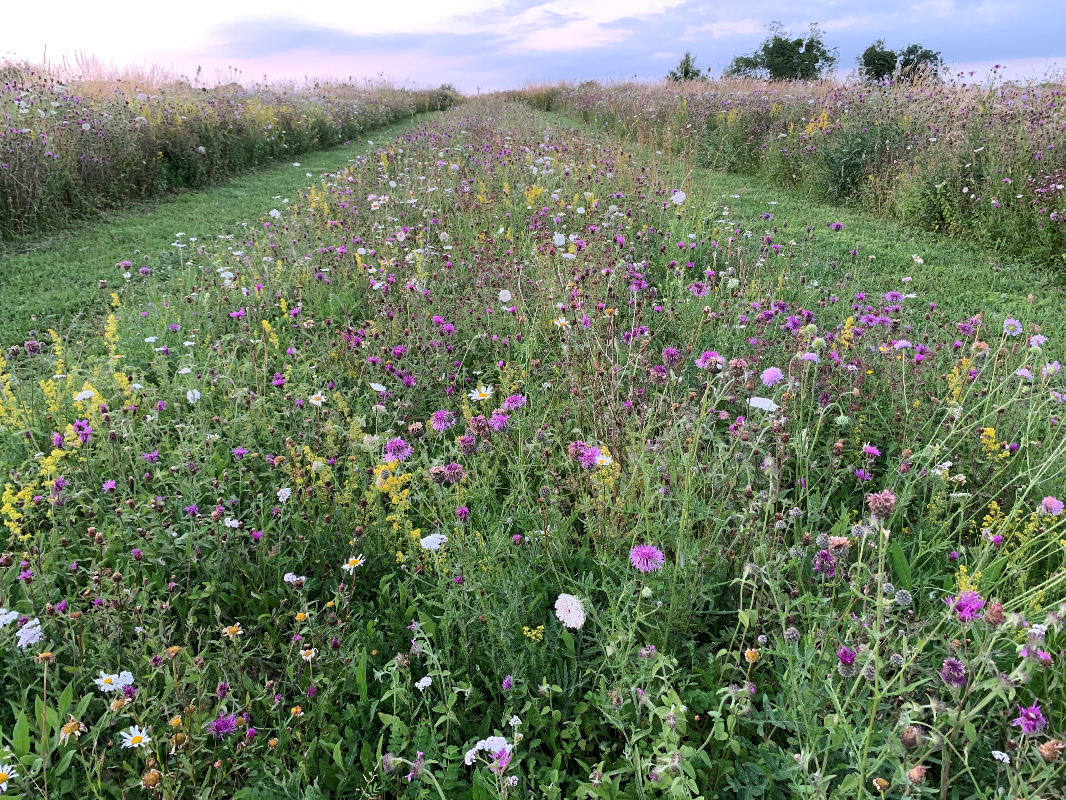 An image of a wildflower strip in a farmer's field