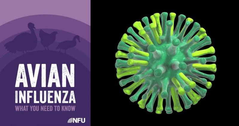 Avian influenza what you need to know NFU graphic