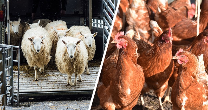 A dual picture showing sheep and brown hens