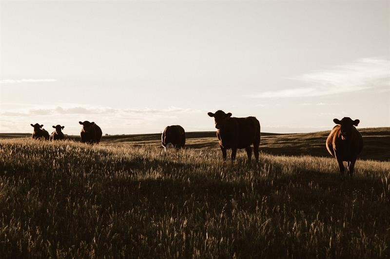 Image of cattle on farmland