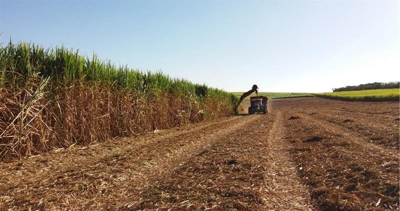 Sugar cane being harvested