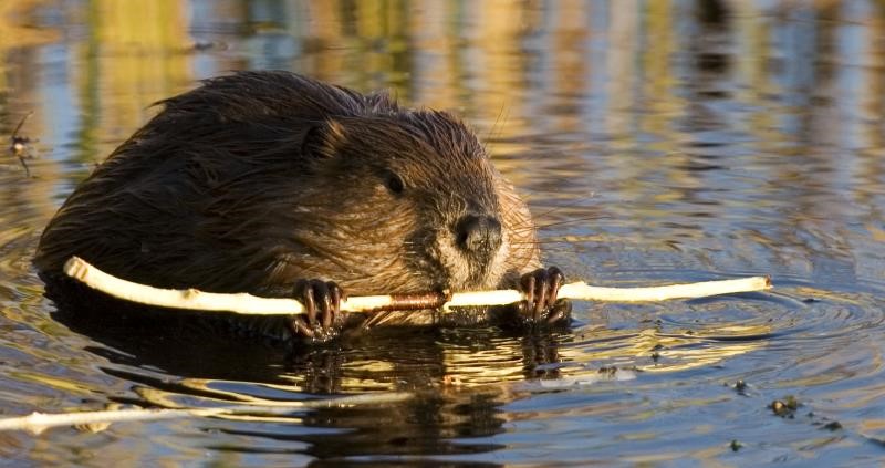A picture of a beaver nibbling on a stick in water