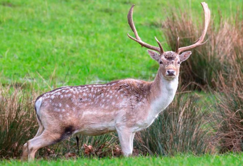An image of a fallow deer buck