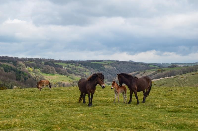Exmoor ponies_52538