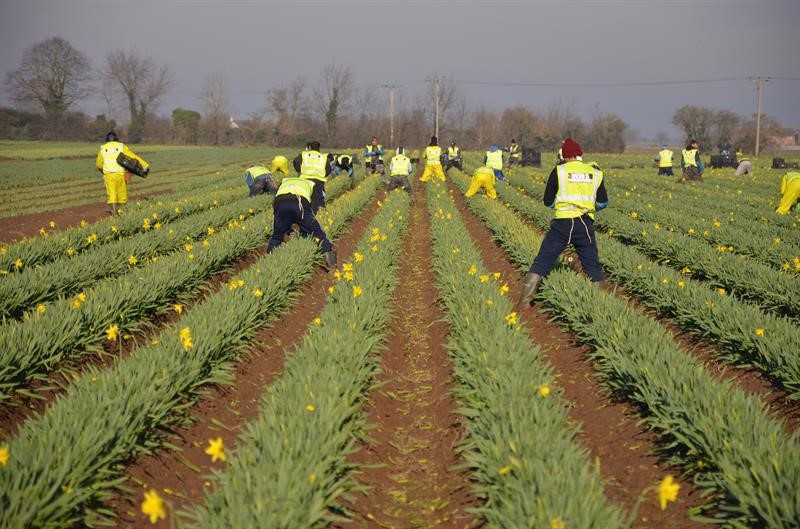 Seasonal workers picking daffodils on a farm