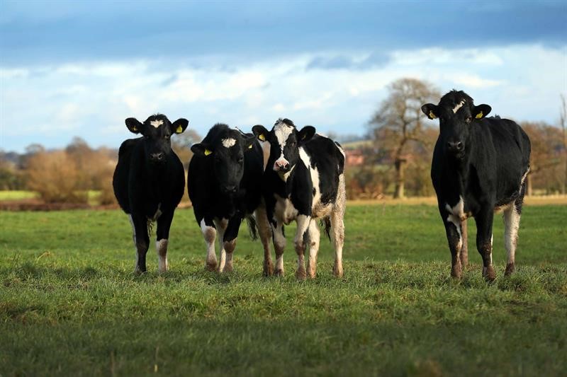 Dairy cows in a field