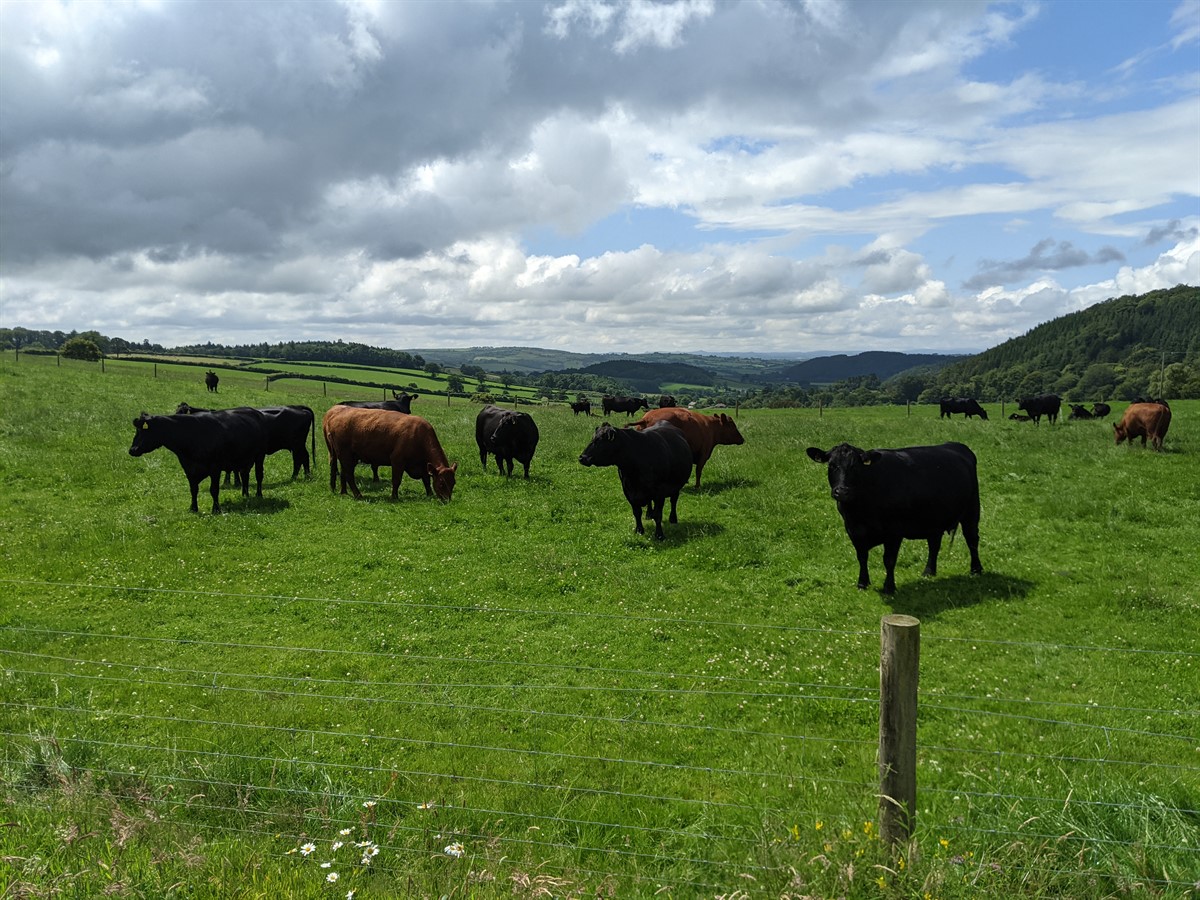 Cows grazing in field