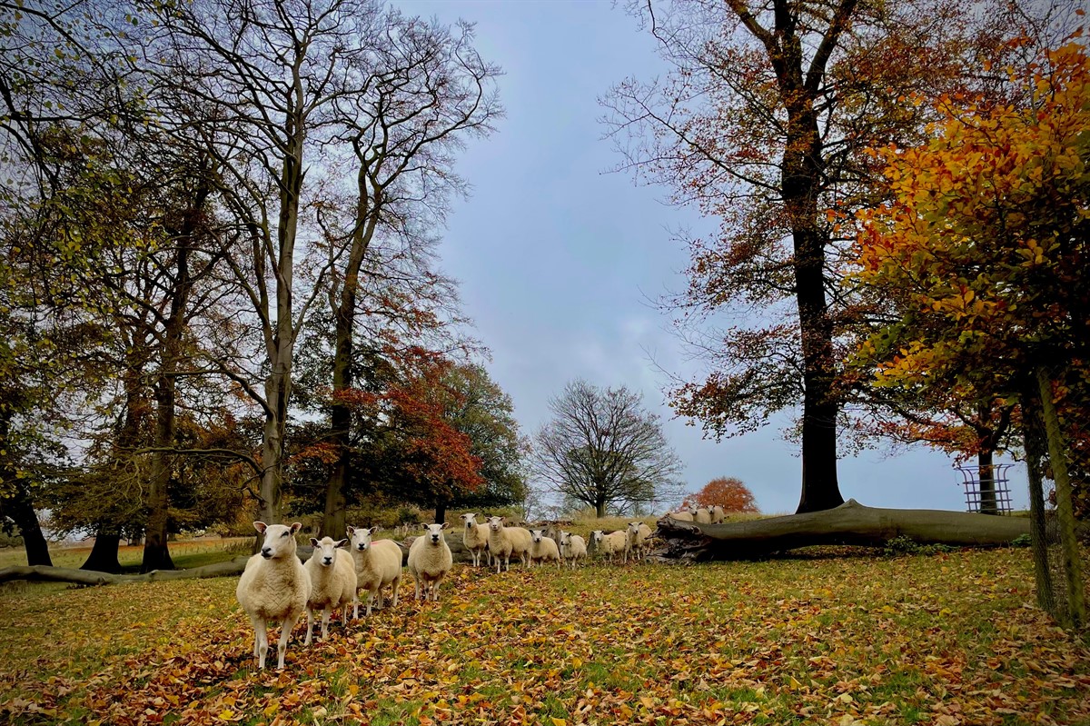 Midlands Photo Competition best livestock