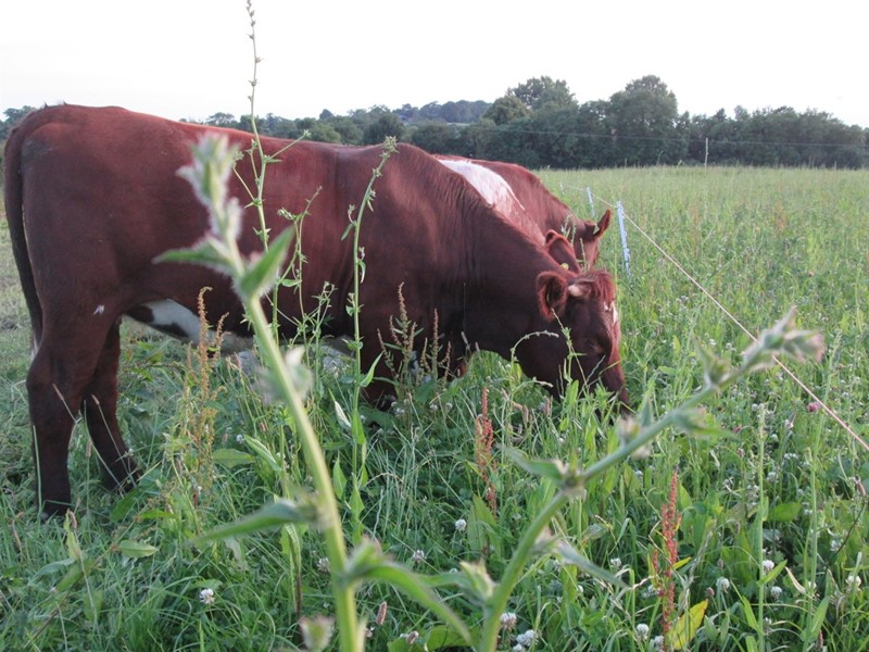 Cattle image for CFE sustainable grazing strategies webinar