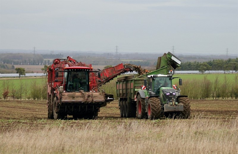 An image of sugar beet being harvested in a field and loaded into a tractor