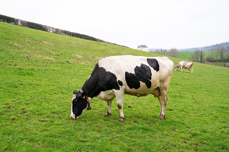 Dairy cow grazing in a field