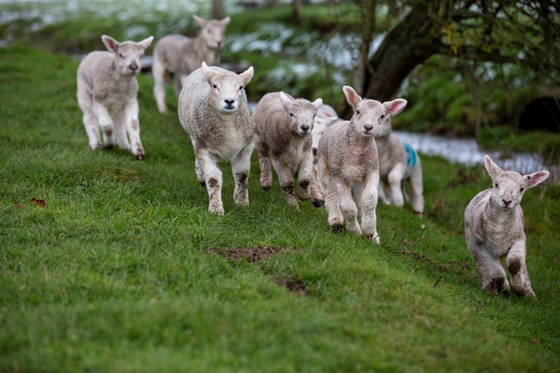 Lambs running in field