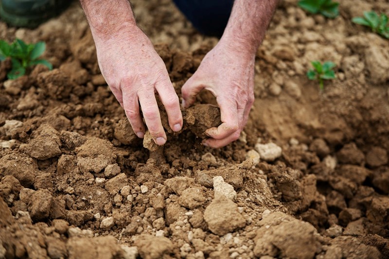 A picture of a man's hands picking a lump of soil up from the ground