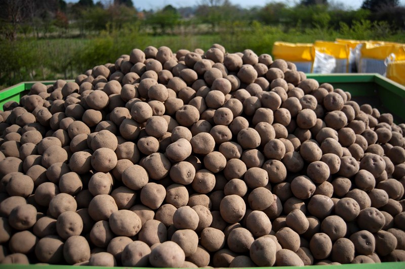 A picture of a trailer full of picked potatoes