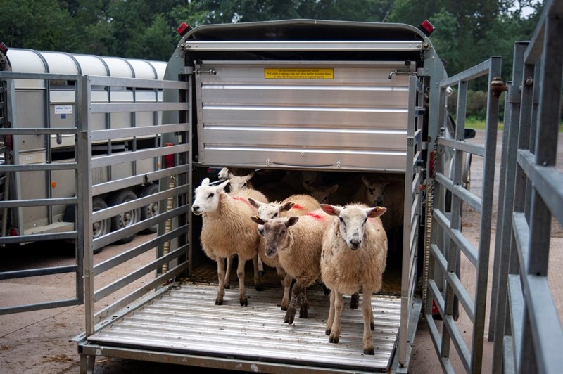 Lambs leaving a trailer