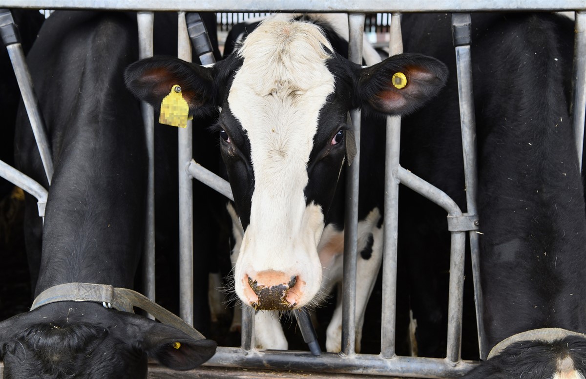An image showing a dairy cow in a shed