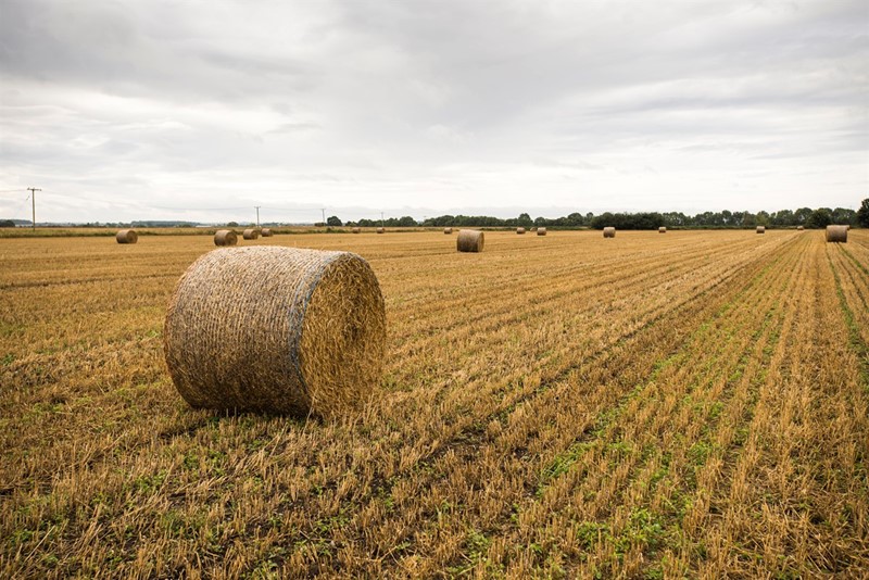 Straw bale in a field