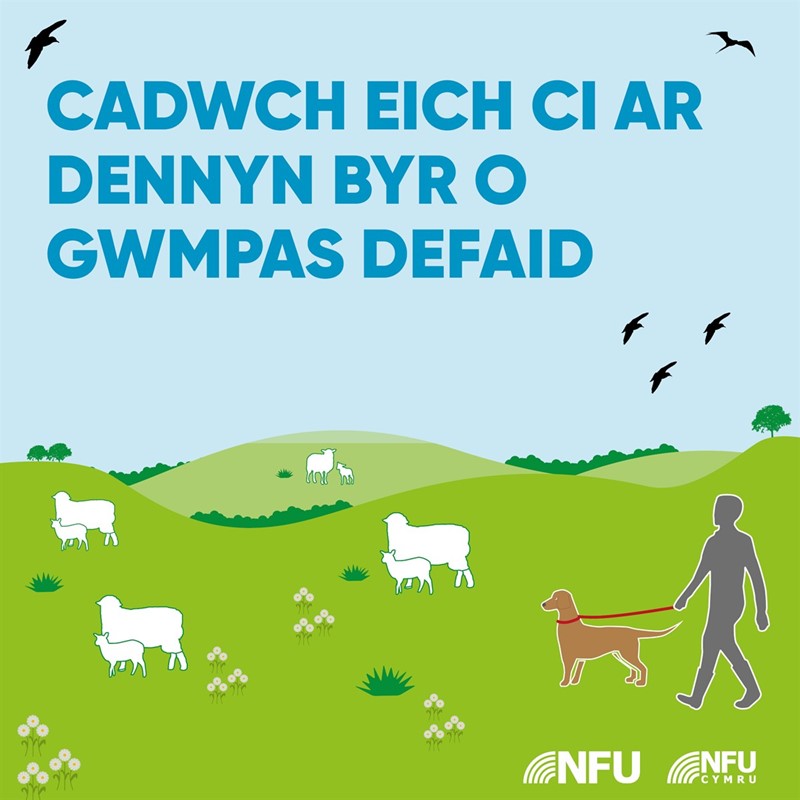 Keep your dog on a short lead infographic 2 - WELSH