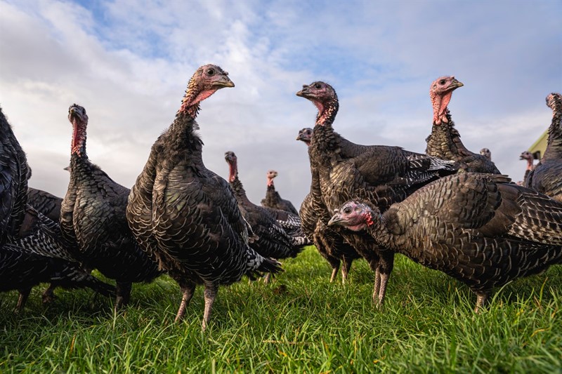 An image of turkeys in a field