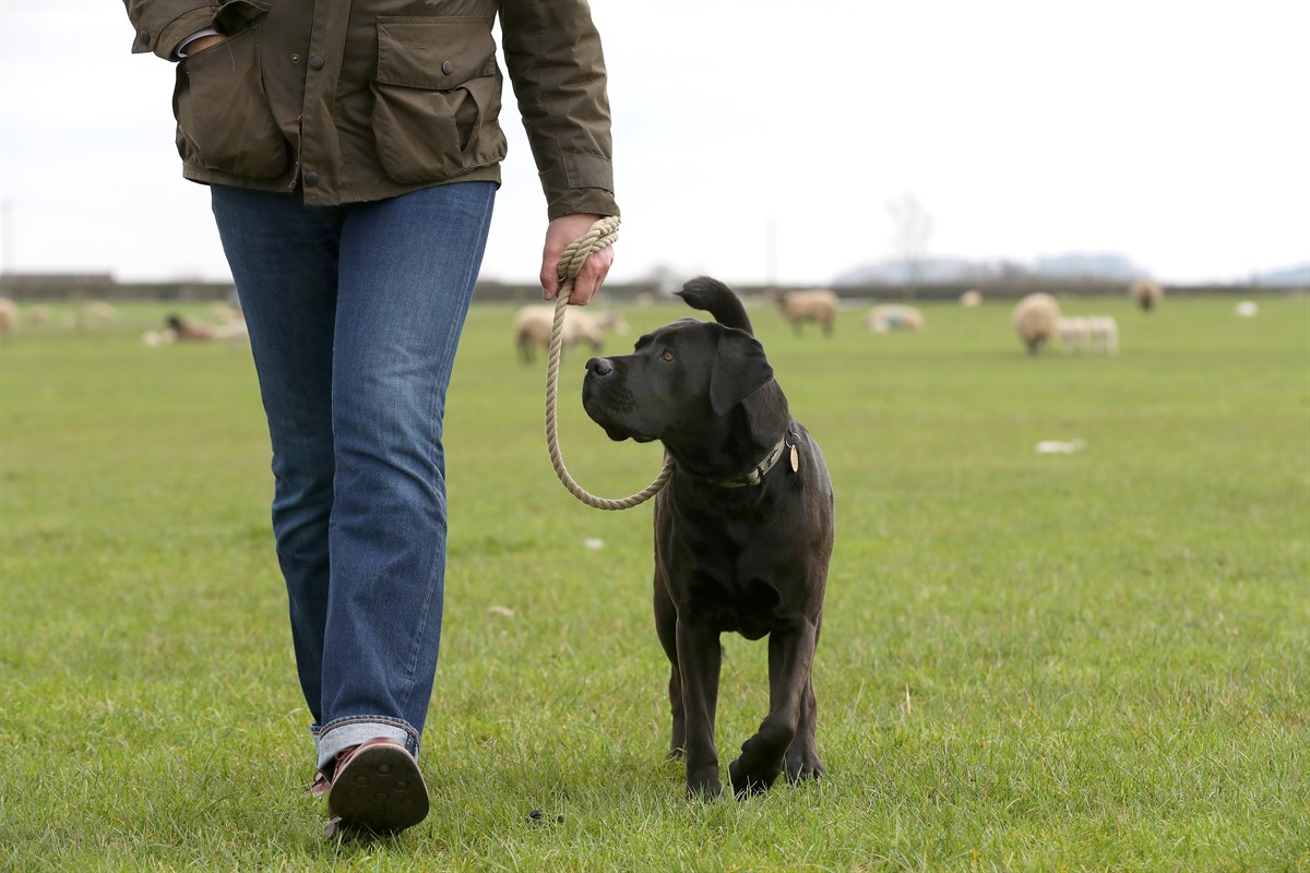 dog and man in field