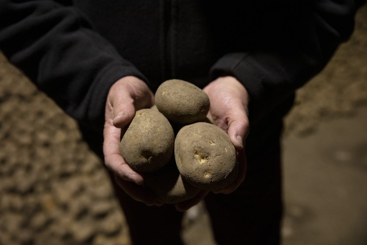 A farmer holding potatoes