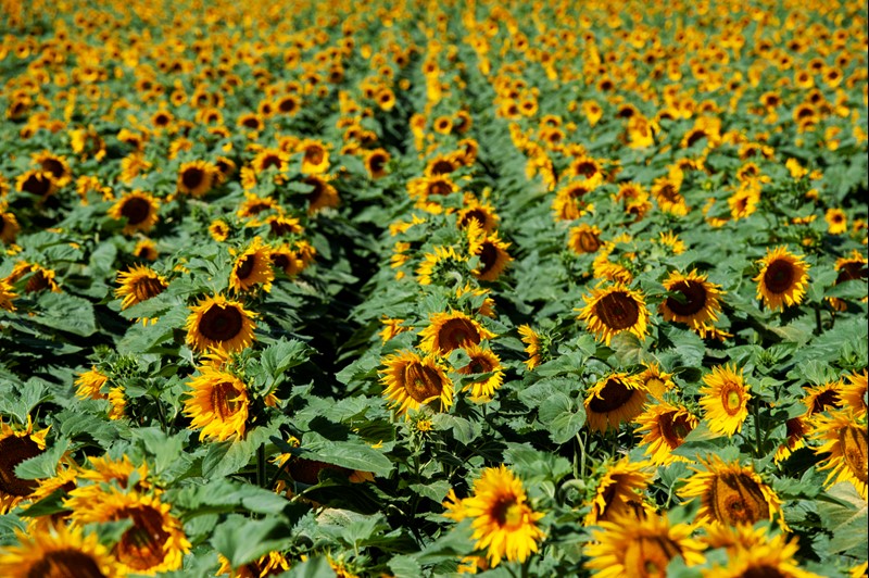 Nature - sunflower field