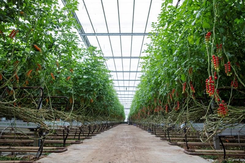 Tomatoes growing in a glasshouse 