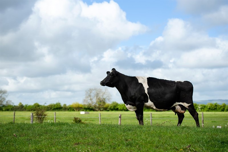A dairy cow looks into the distance in a field