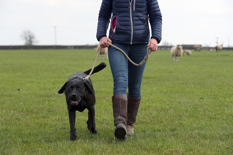 Person walking a dog through a field