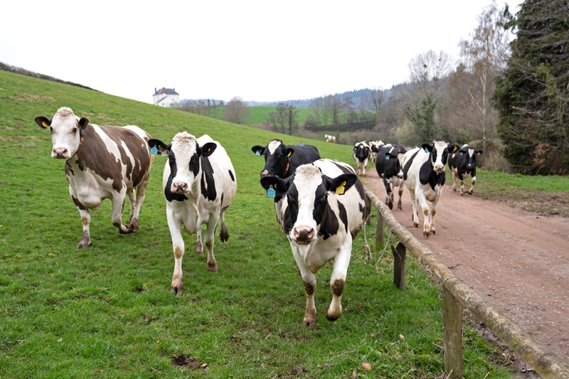 Dairy cows walking on a farm track