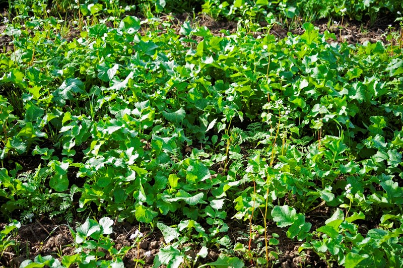 cover crops radish 01