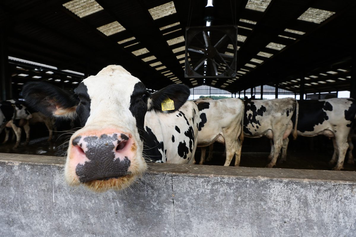 Dairy cows in a shed