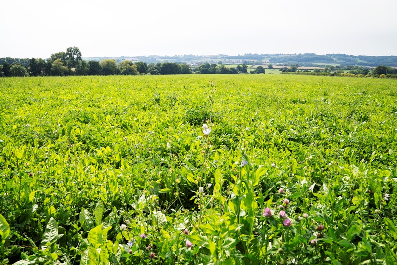 An image showing herbal leys