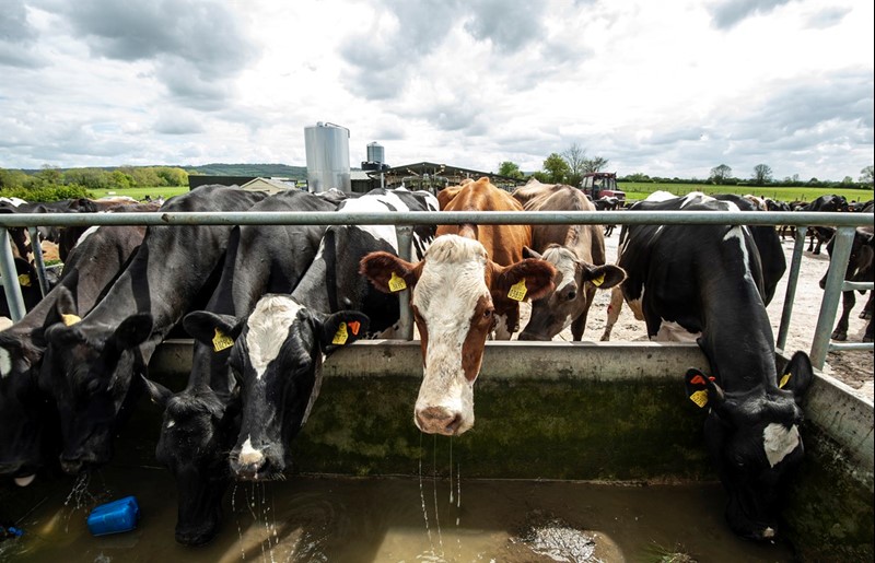 An image of dairy cows drinking water from a trough in a farmyard