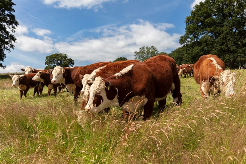 An image of cows grazing in a field