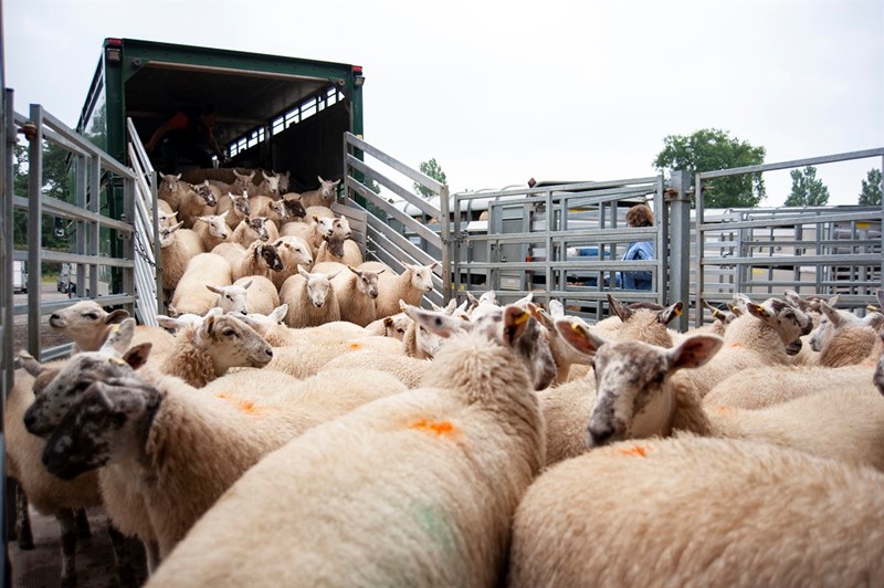 An image showing sheep in transport
