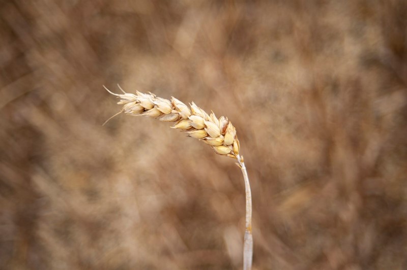 An image showing wheat 
