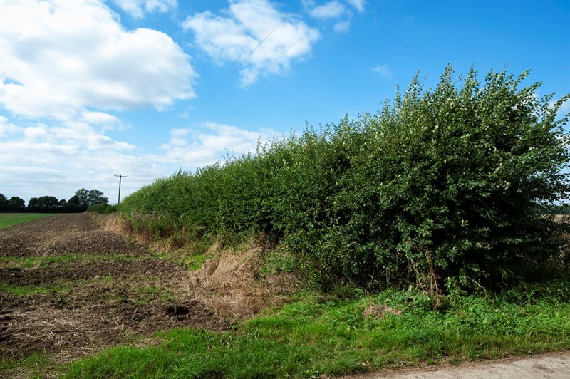 A photo of a hedgerow.