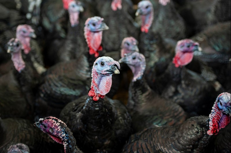 Image of turkeys