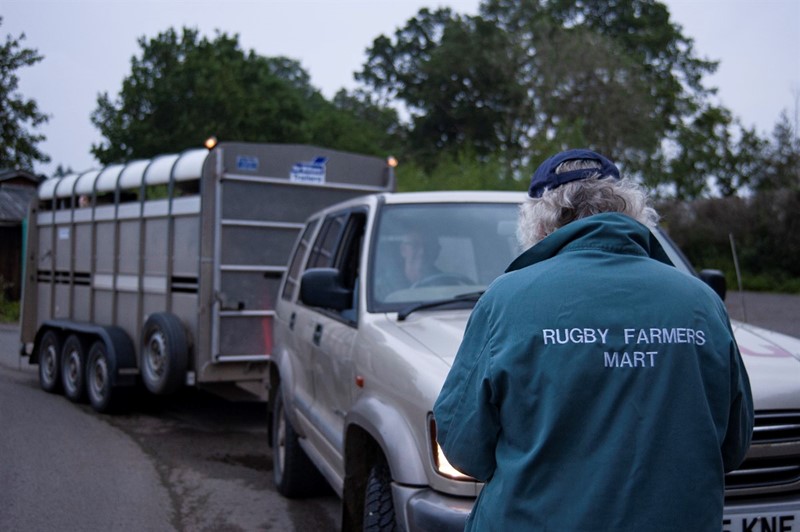 An image of a 4x4 vehicle towing a livestock trailer arriving at Rugby Farmers Market for auction