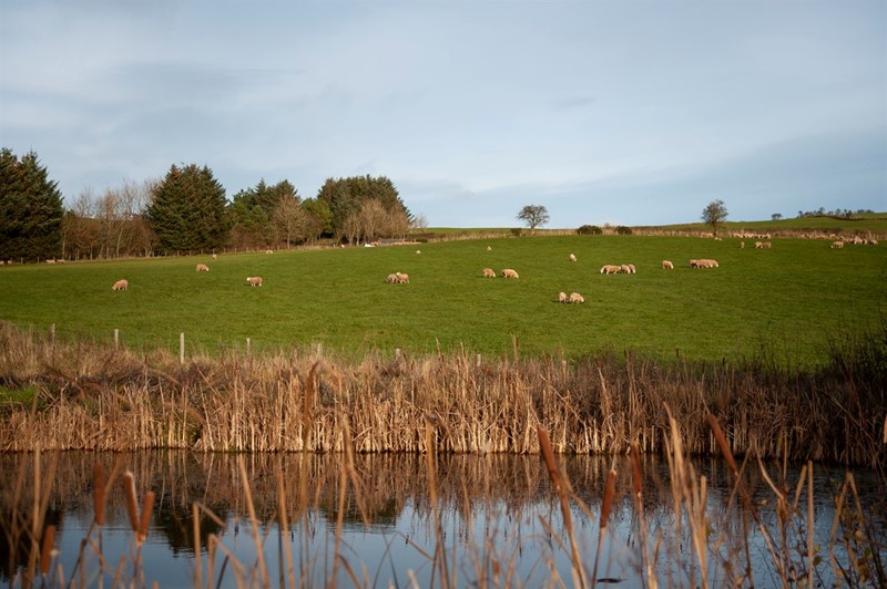 Farm pond with sheep in the background