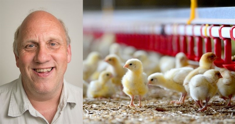 An image of poultry farmer Simon Barton alongside an image of some chicks