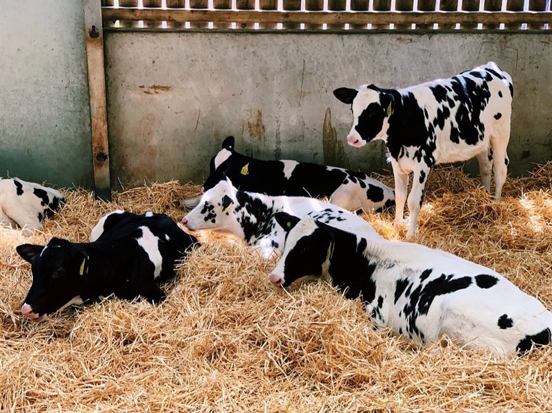 dairy calves_76690